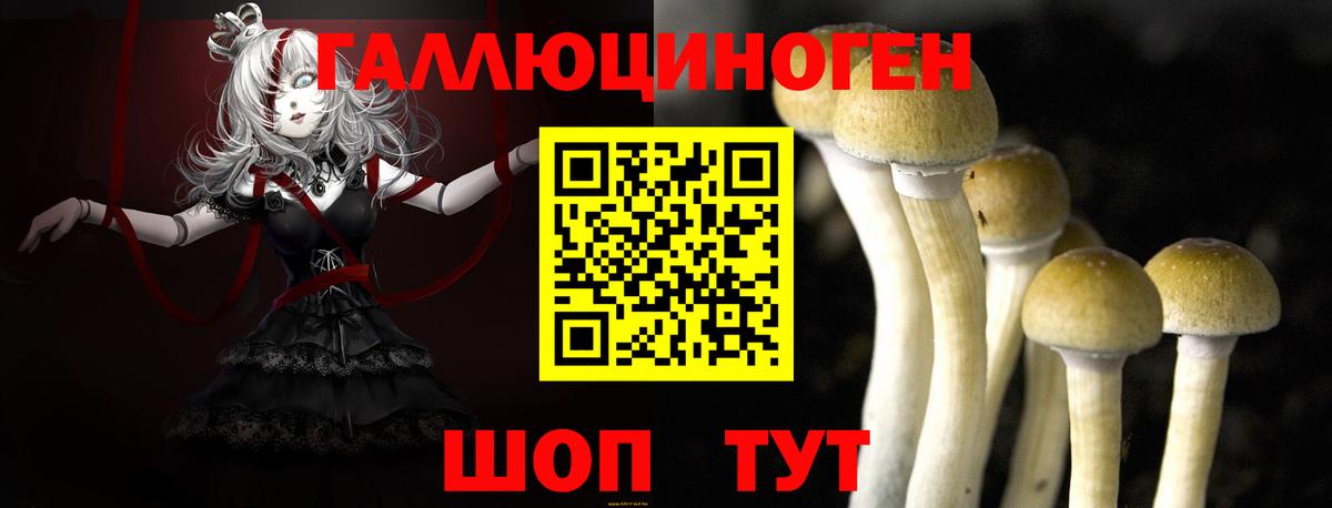 Псилоцибиновые грибы Psilocybine cubensis Заводоуковск